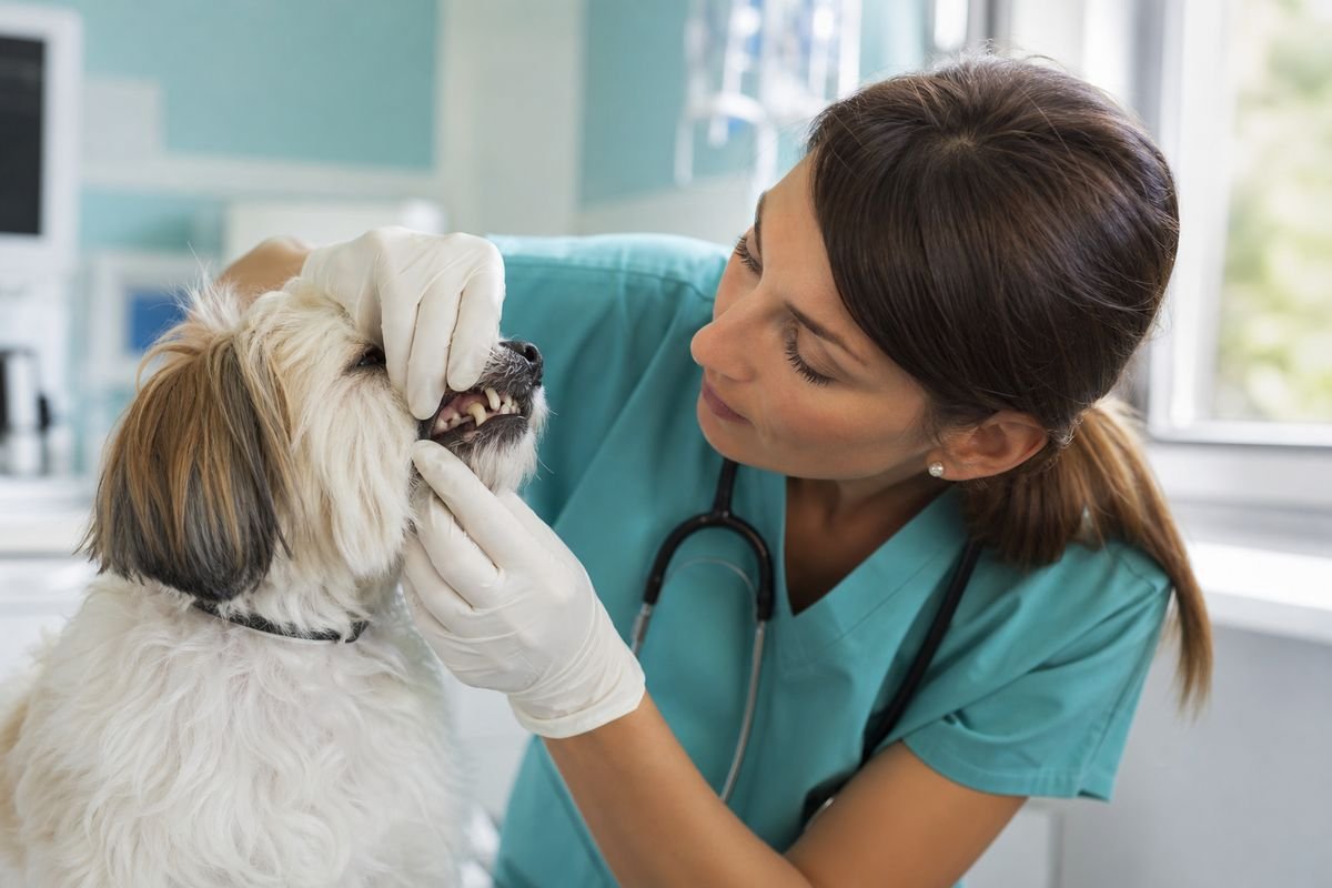 Don’t skip pet dental care